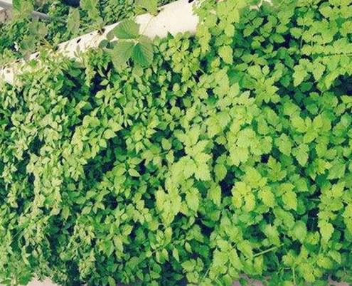 十種生長最快的蔬菜排行,花園水芹節省空間,小白菜種植簡單