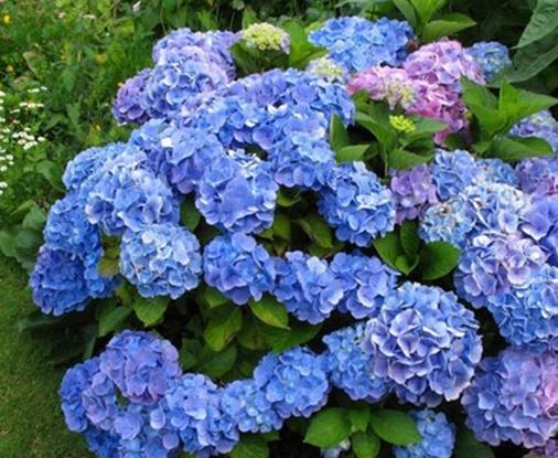 世界上最貴的10種鮮花,曇花是無(wú)價(jià)之寶,朱麗葉玫瑰很優(yōu)雅