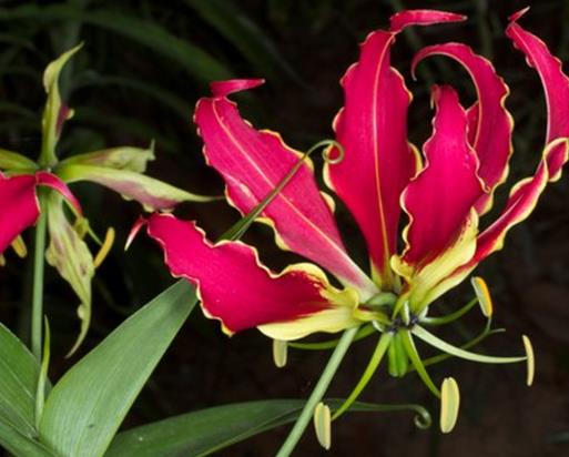 世界上最貴的10種鮮花,曇花是無(wú)價(jià)之寶,朱麗葉玫瑰很優(yōu)雅