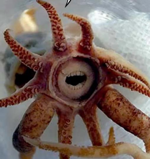 世界十大最丑海洋生物,儒艮、雪茄達摩鯊長相奇特