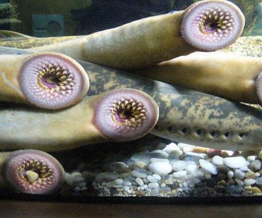 世界十大最丑海洋生物,儒艮、雪茄達摩鯊長相奇特