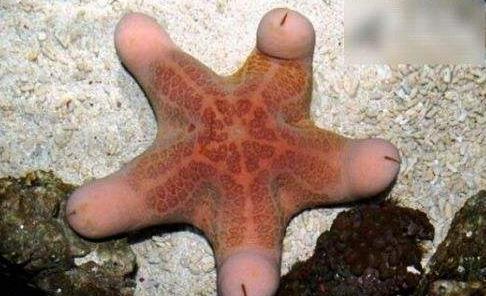 世界十大最丑海洋生物,儒艮、雪茄達摩鯊長相奇特