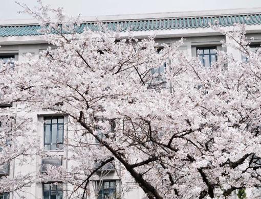 全國高校三大獎實力排名,浙江大學被稱贊為“東方的劍橋大學”