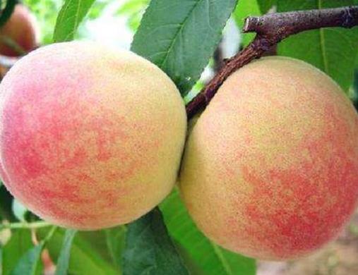 無錫十大美食排名榜,無錫小籠包味鮮不膩、無錫排骨老少皆宜