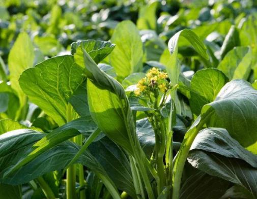 全球最貴的五大蔬菜,連州菜心以62萬被拍下、白松露稀有罕見