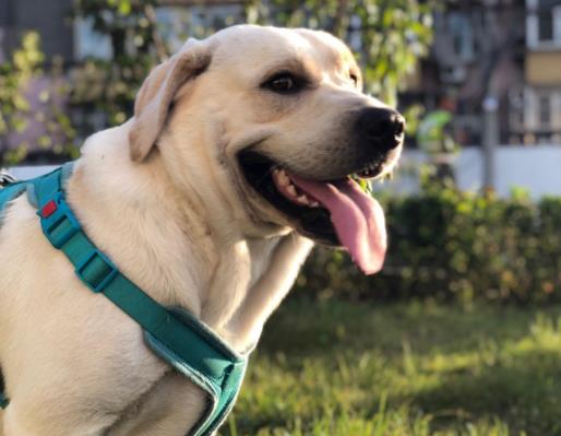 全球最常用工作犬排名,德國牧羊犬服從性好,金毛追蹤能力強