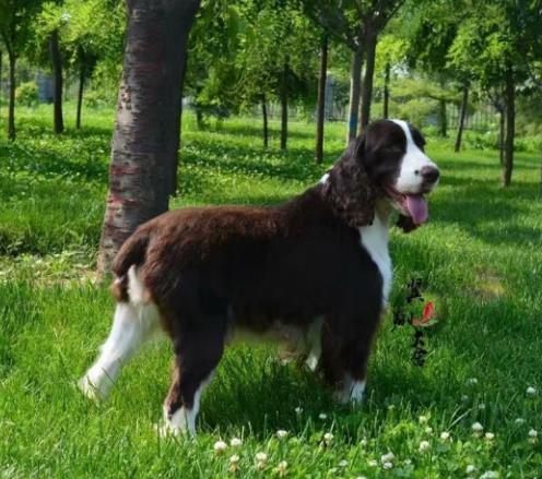 十大搜救犬品種排名,德國(guó)牧羊犬敏捷好動(dòng)、邊境牧羊犬智商高