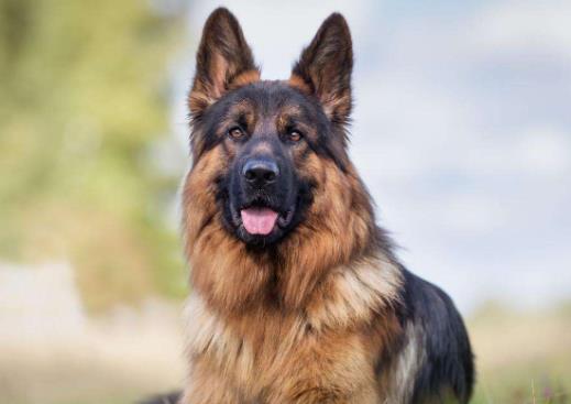 十大搜救犬品種排名,德國(guó)牧羊犬敏捷好動(dòng)、邊境牧羊犬智商高