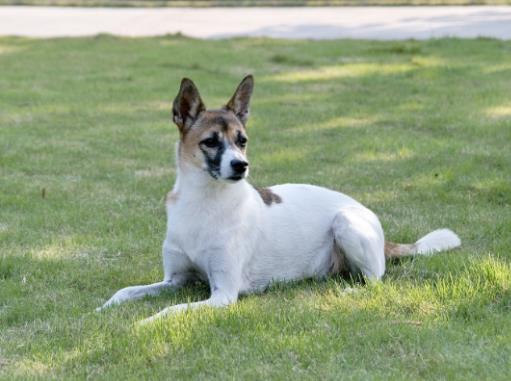 十大搜救犬品種排名,德國(guó)牧羊犬敏捷好動(dòng)、邊境牧羊犬智商高