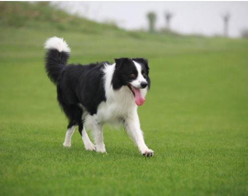 十大搜救犬品種排名,德國(guó)牧羊犬敏捷好動(dòng)、邊境牧羊犬智商高