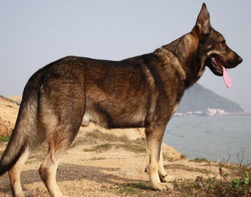十大搜救犬品種排名,德國(guó)牧羊犬敏捷好動(dòng)、邊境牧羊犬智商高