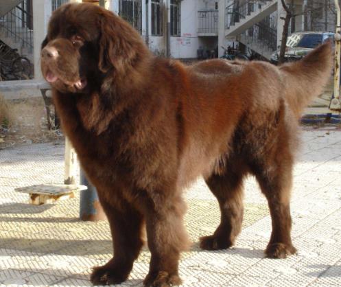 十大搜救犬品種排名,德國(guó)牧羊犬敏捷好動(dòng)、邊境牧羊犬智商高