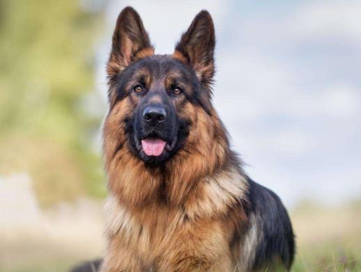 全球最常用工作犬排名,德國牧羊犬服從性好,金毛追蹤能力強