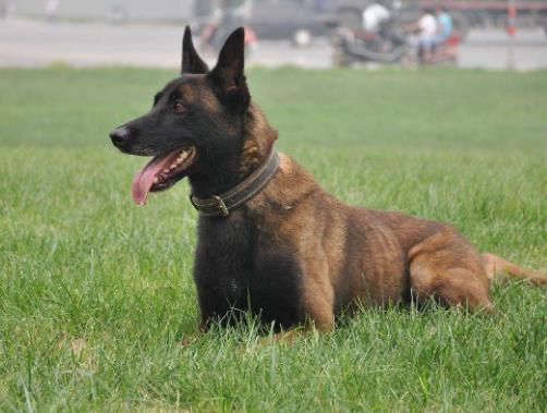 十大搜救犬品種排名,德國(guó)牧羊犬敏捷好動(dòng)、邊境牧羊犬智商高
