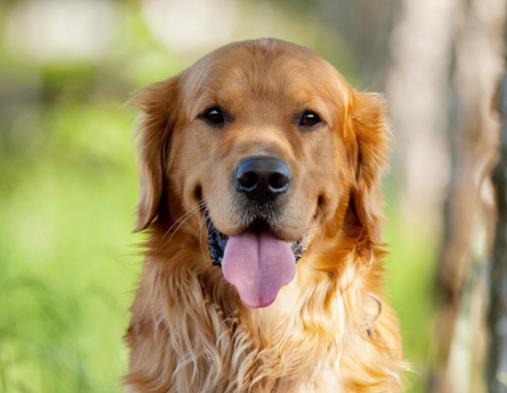 全球最常用工作犬排名,德國牧羊犬服從性好,金毛追蹤能力強