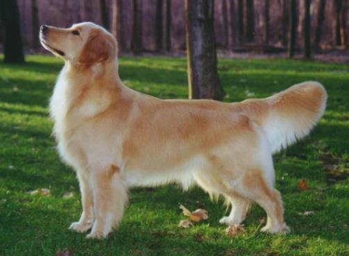 十大搜救犬品種排名,德國(guó)牧羊犬敏捷好動(dòng)、邊境牧羊犬智商高