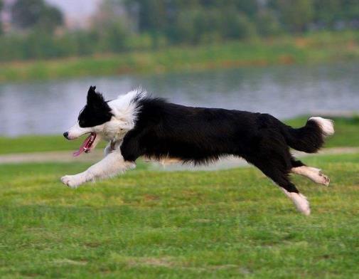 全球最常用工作犬排名,德國牧羊犬服從性好,金毛追蹤能力強