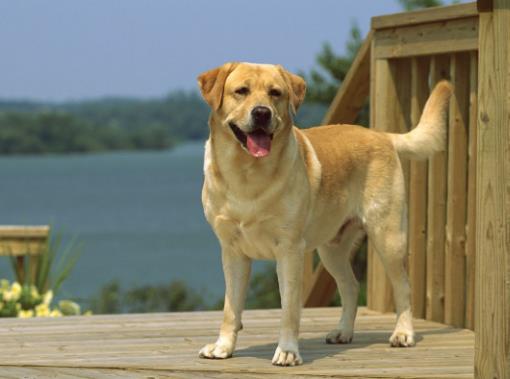 十大搜救犬品種排名,德國(guó)牧羊犬敏捷好動(dòng)、邊境牧羊犬智商高
