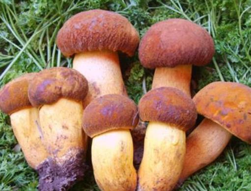 中國十大野生菌排名,干巴菌經濟價值高、雞樅菌營養價值豐富