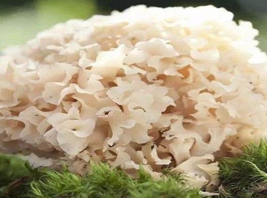 十大名貴菌類排行榜,冬蟲(chóng)夏草非常名貴、羊肚菌稀少又名貴