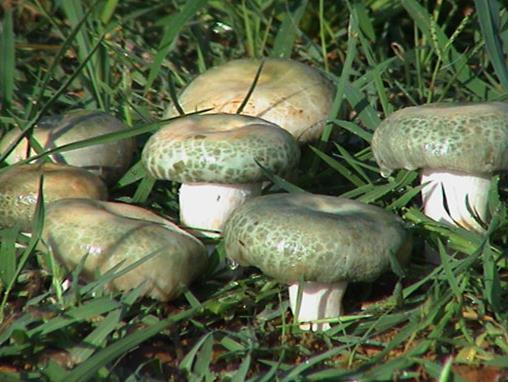 中國十大野生菌排名,干巴菌經濟價值高、雞樅菌營養價值豐富