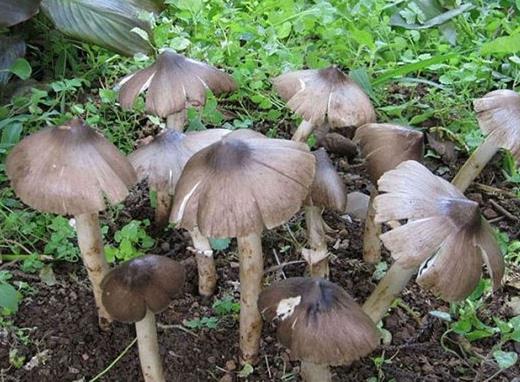十大名貴菌類排行榜,冬蟲(chóng)夏草非常名貴、羊肚菌稀少又名貴