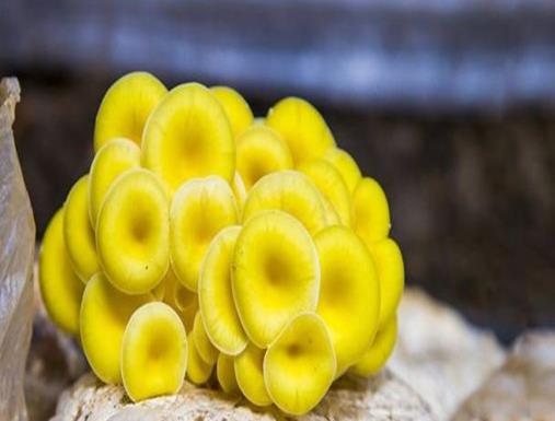 中國十大野生菌排名,干巴菌經濟價值高、雞樅菌營養價值豐富
