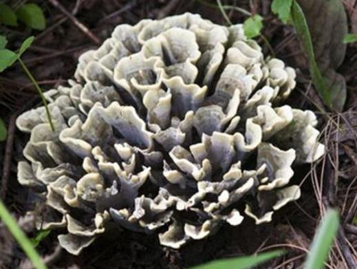 中國十大野生菌排名,干巴菌經濟價值高、雞樅菌營養價值豐富