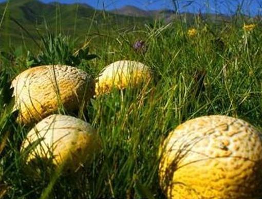 十大名貴菌類排行榜,冬蟲(chóng)夏草非常名貴、羊肚菌稀少又名貴