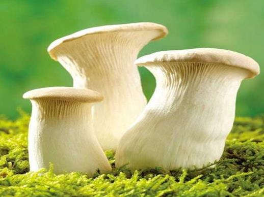 中國十大野生菌排名,干巴菌經濟價值高、雞樅菌營養價值豐富