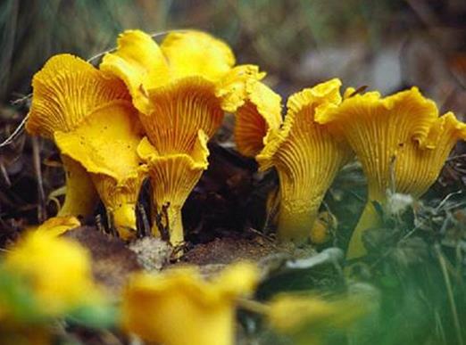十大名貴菌類排行榜,冬蟲(chóng)夏草非常名貴、羊肚菌稀少又名貴