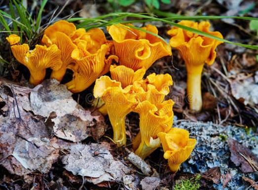 中國十大野生菌排名,干巴菌經濟價值高、雞樅菌營養價值豐富