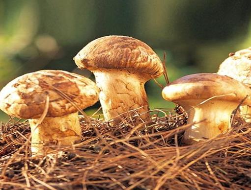 中國十大野生菌排名,干巴菌經濟價值高、雞樅菌營養價值豐富