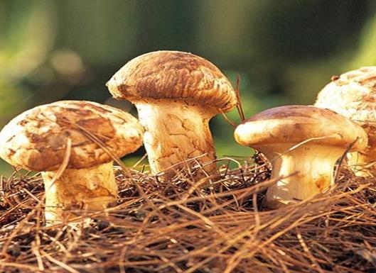 十大名貴菌類排行榜,冬蟲(chóng)夏草非常名貴、羊肚菌稀少又名貴