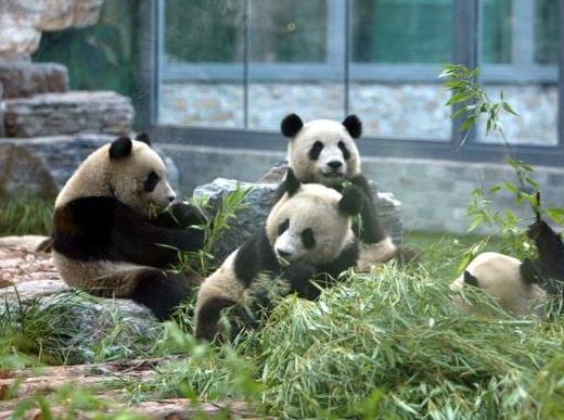 中國(guó)十大最受歡迎動(dòng)物園,廣州長(zhǎng)隆野生動(dòng)物世界、上海野生動(dòng)物園受歡迎