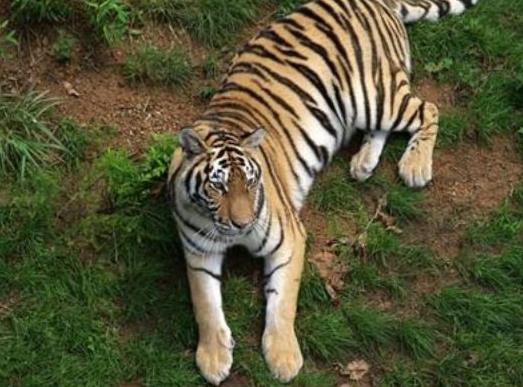 中國(guó)十大最受歡迎動(dòng)物園,廣州長(zhǎng)隆野生動(dòng)物世界、上海野生動(dòng)物園受歡迎