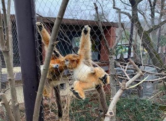 中國(guó)十大最受歡迎動(dòng)物園,廣州長(zhǎng)隆野生動(dòng)物世界、上海野生動(dòng)物園受歡迎