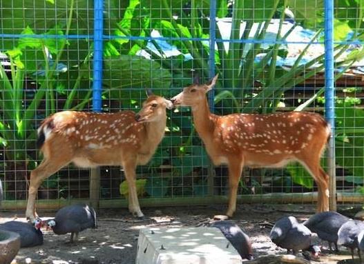 中國(guó)十大最受歡迎動(dòng)物園,廣州長(zhǎng)隆野生動(dòng)物世界、上海野生動(dòng)物園受歡迎
