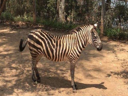 中國(guó)十大最受歡迎動(dòng)物園,廣州長(zhǎng)隆野生動(dòng)物世界、上海野生動(dòng)物園受歡迎