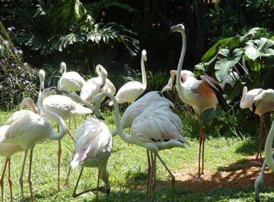 中國(guó)十大最受歡迎動(dòng)物園,廣州長(zhǎng)隆野生動(dòng)物世界、上海野生動(dòng)物園受歡迎