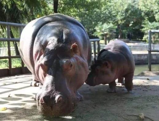 中國(guó)十大最受歡迎動(dòng)物園,廣州長(zhǎng)隆野生動(dòng)物世界、上海野生動(dòng)物園受歡迎