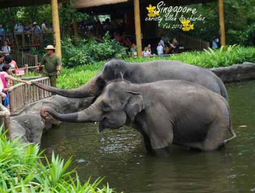 中國(guó)十大最受歡迎動(dòng)物園,廣州長(zhǎng)隆野生動(dòng)物世界、上海野生動(dòng)物園受歡迎