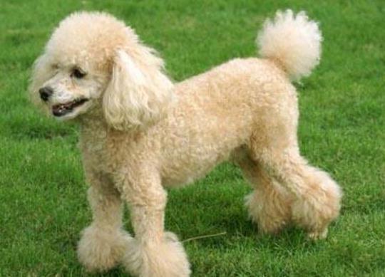 十大智商最高的狗排名,邊境牧羊犬非常忠誠、貴賓犬氣質(zhì)獨(dú)特