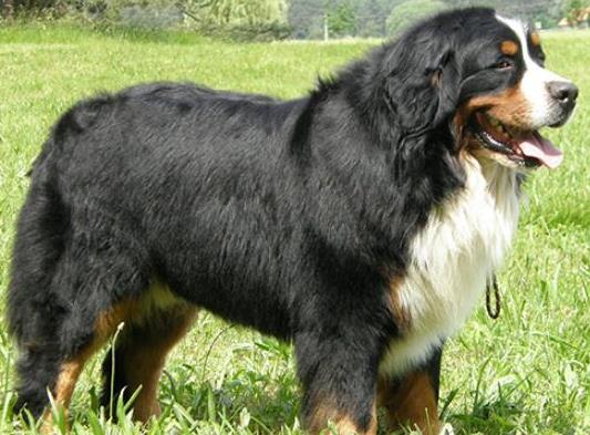 世界十大體型最大的狗,圣伯納犬性格溫順、坎高犬身材高大性格兇猛