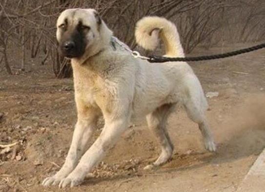 世界十大體型最大的狗,圣伯納犬性格溫順、坎高犬身材高大性格兇猛