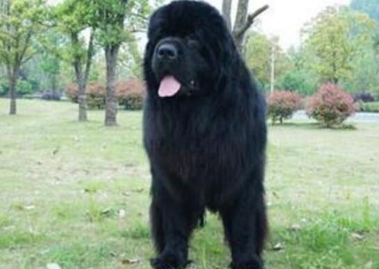 世界十大體型最大的狗,圣伯納犬性格溫順、坎高犬身材高大性格兇猛