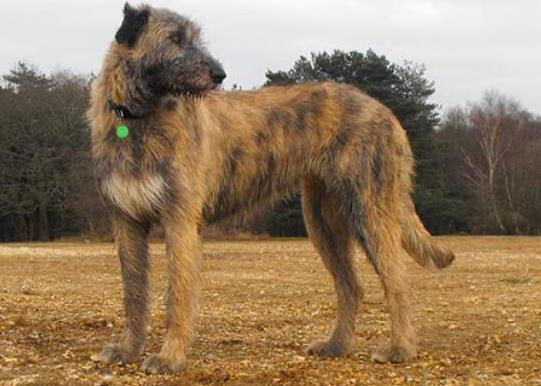 世界十大體型最大的狗,圣伯納犬性格溫順、坎高犬身材高大性格兇猛