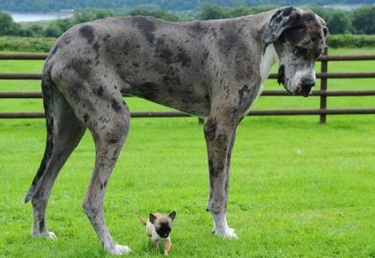 世界十大體型最大的狗,圣伯納犬性格溫順、坎高犬身材高大性格兇猛