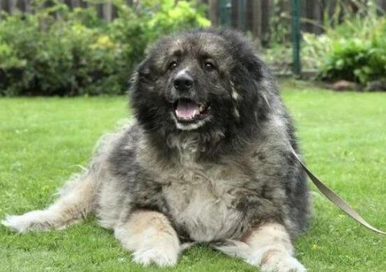 世界十大體型最大的狗,圣伯納犬性格溫順、坎高犬身材高大性格兇猛