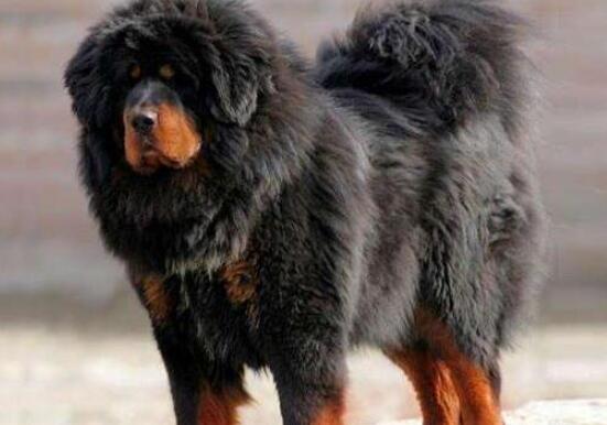 世界十大體型最大的狗,圣伯納犬性格溫順、坎高犬身材高大性格兇猛